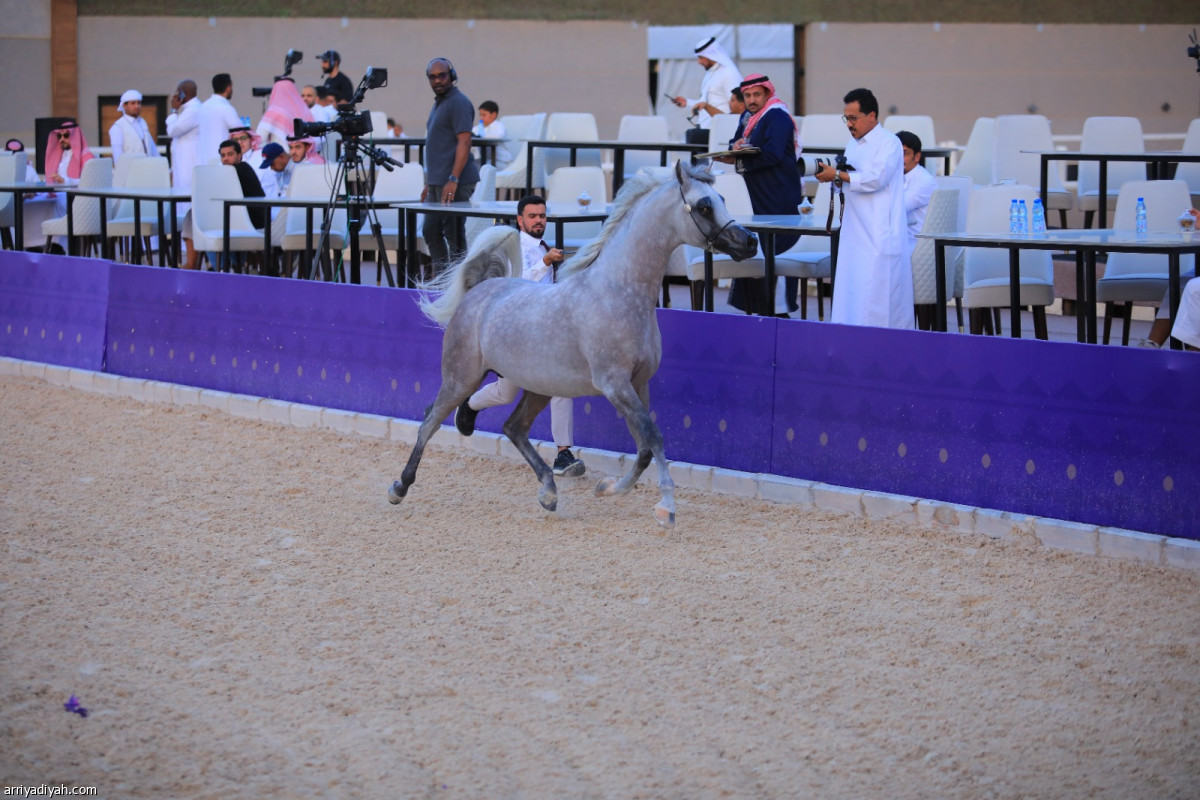 ختام مهرجان الخيل