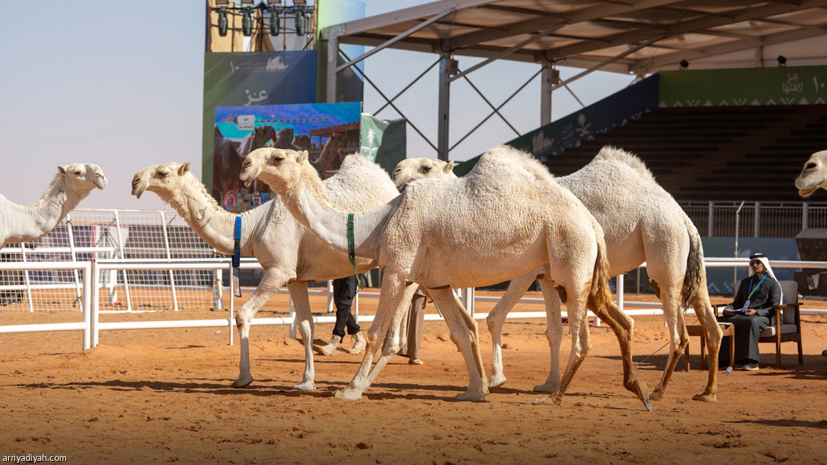 منافسات «سيف الملك»