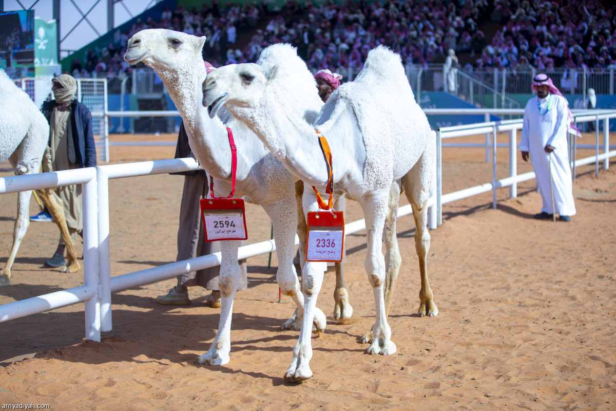 شوط شلفا الوضح