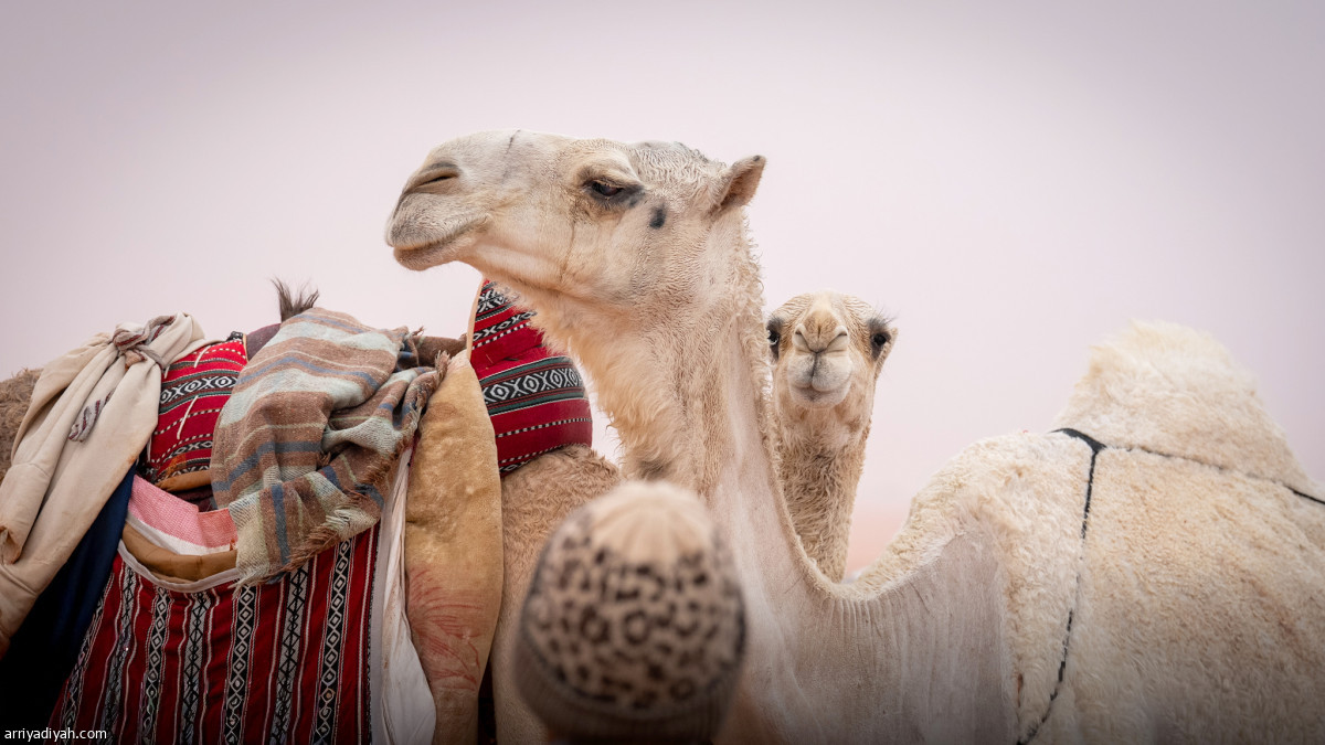 مسيرة وتأجيل