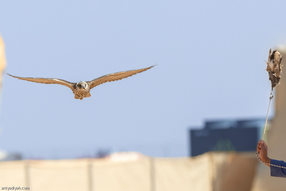 مهرجان الملك عبدالعزيز للصقور.. 28 صقراً  في الأشواط النهائية