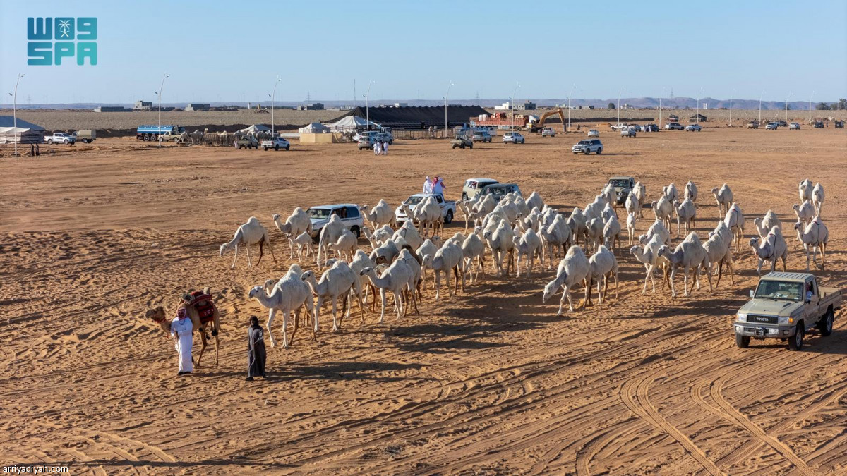 انطلاقة مزاد الإبل